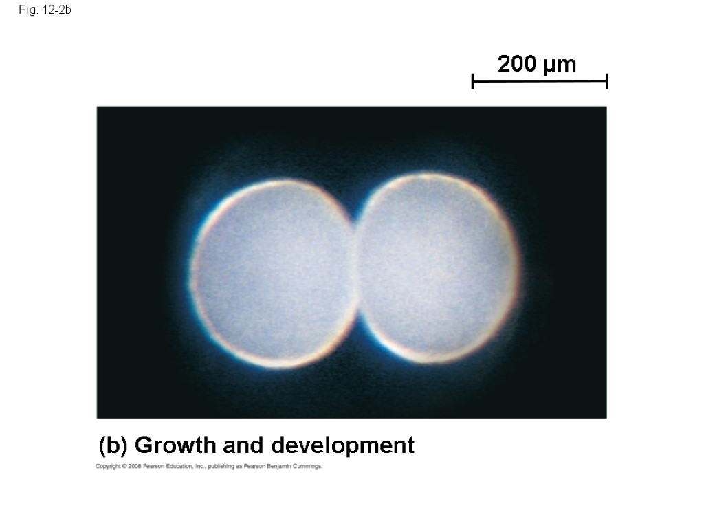 Fig. 12-2b 200 µm (b) Growth and development